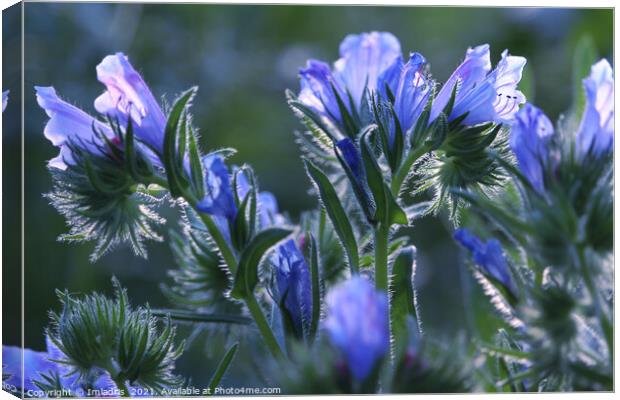 Beautiful Vipers Bugloss Flowers Canvas Print by Imladris 