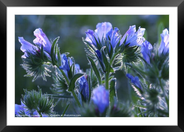 Beautiful Vipers Bugloss Flowers Framed Mounted Print by Imladris 
