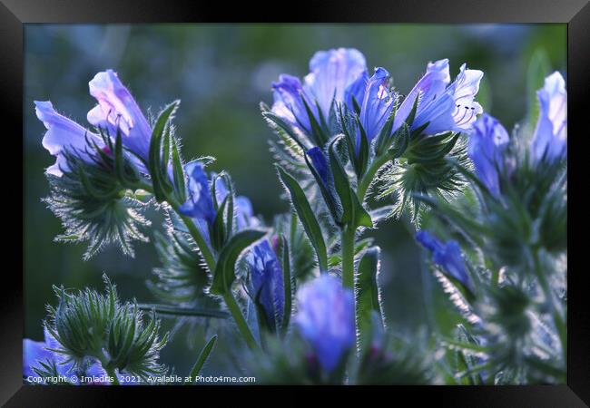 Beautiful Vipers Bugloss Flowers Framed Print by Imladris 