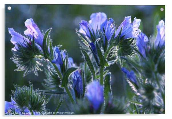 Beautiful Vipers Bugloss Flowers Acrylic by Imladris 