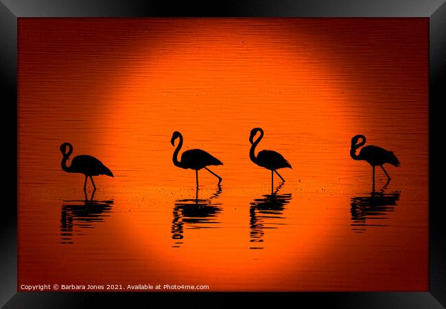 Flamingos at Sunset Nakuru Kenya Africa Framed Print by Barbara Jones