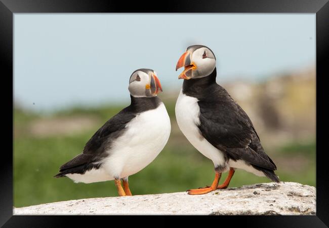 Two Puffins Framed Print by Degree North