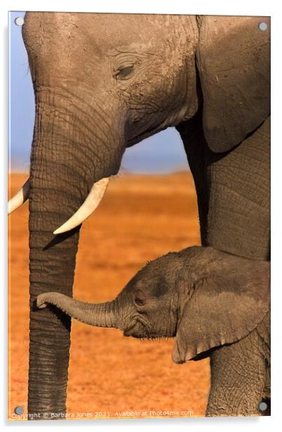 Heartwarming Bond between Elephant Calf and Mother Acrylic by Barbara Jones