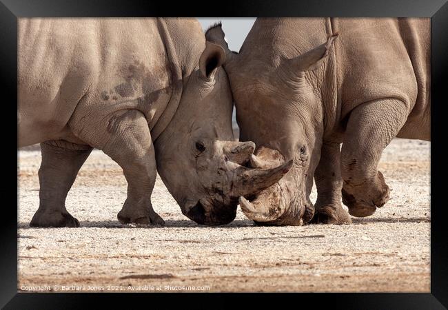 Epic Rhinoceros Battle in Nakuru Framed Print by Barbara Jones