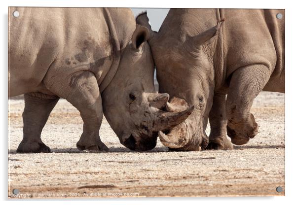 Epic Rhinoceros Battle in Nakuru Acrylic by Barbara Jones