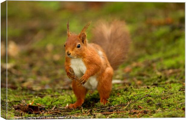 A squirrel standing on grass Canvas Print by Degree North