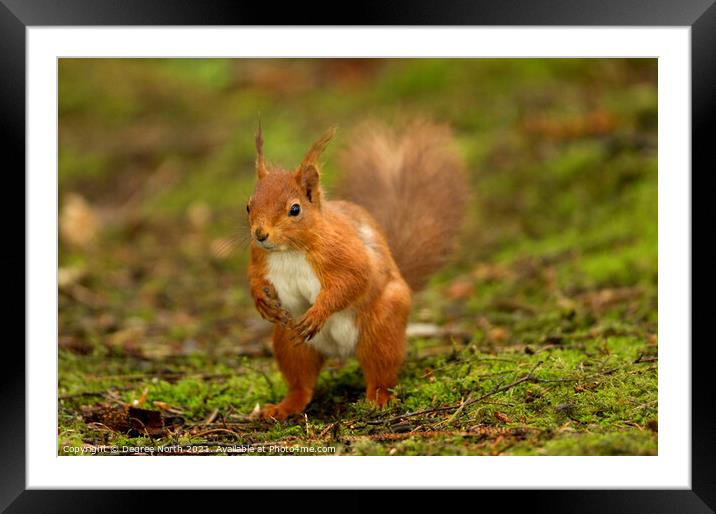 A squirrel standing on grass Framed Mounted Print by Degree North