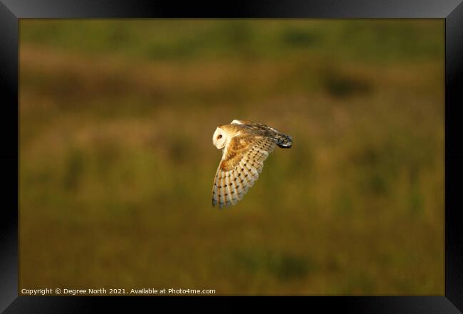 A barn owl hunting early evening Framed Print by Degree North