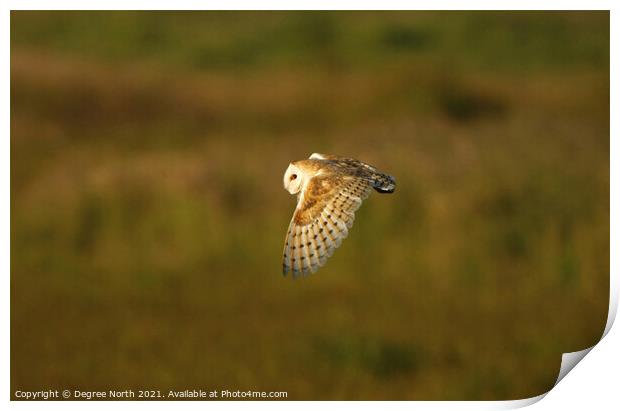 A barn owl hunting early evening Print by Degree North