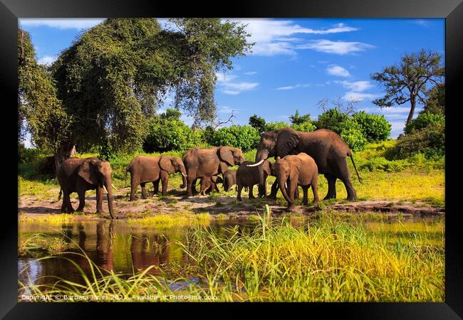 Elephant Family Group Chobe River Botswana Africa Framed Print by Barbara Jones