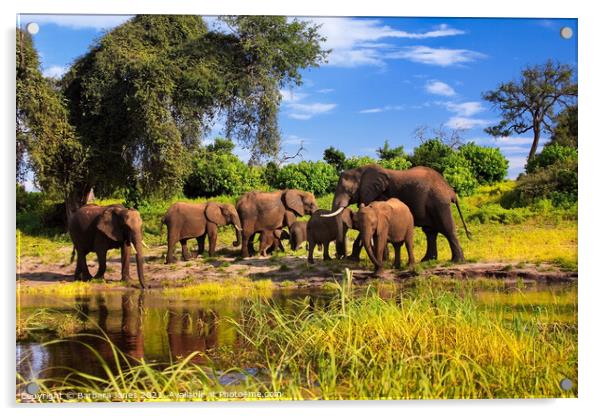 Elephant Family Group Chobe River Botswana Africa Acrylic by Barbara Jones