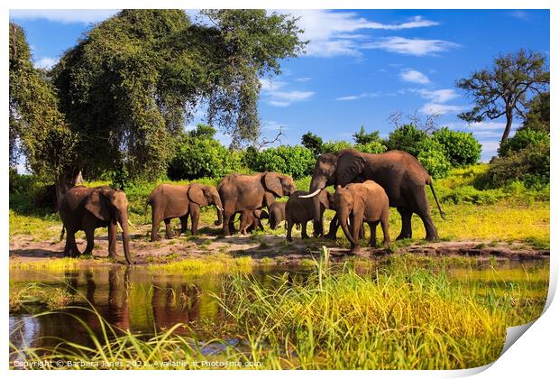 Elephant Family Group Chobe River Botswana Africa Print by Barbara Jones
