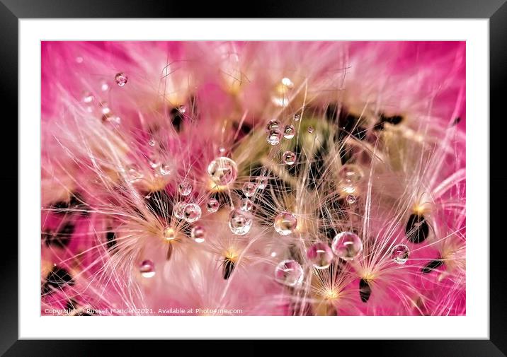 DANDY LION DEW Framed Mounted Print by Russell Mander
