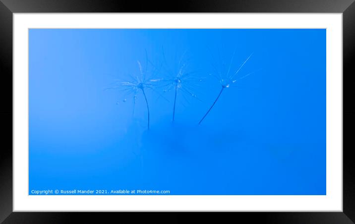 SEEDS OF BLUE Framed Mounted Print by Russell Mander
