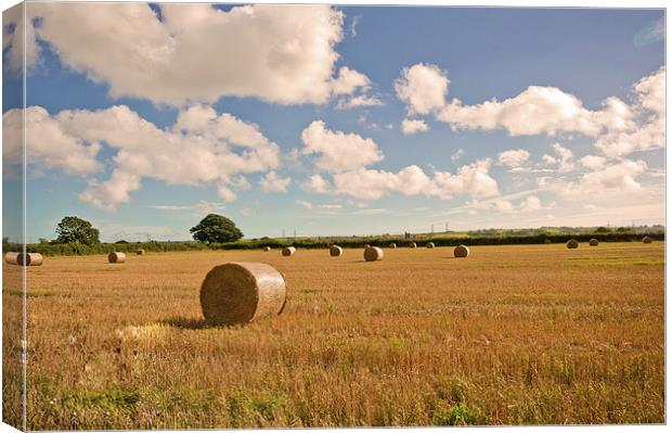 Harvest Time Canvas Print by Steve Purnell