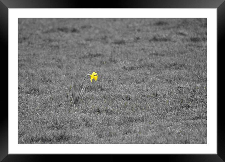 Single daffodil alone in grass field Framed Mounted Print by mark humpage
