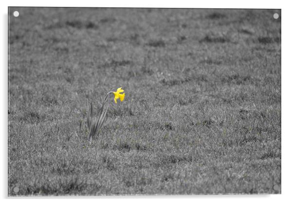Single daffodil alone in grass field Acrylic by mark humpage