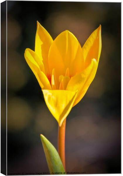 Yellow flower Canvas Print by Jeremy Sage
