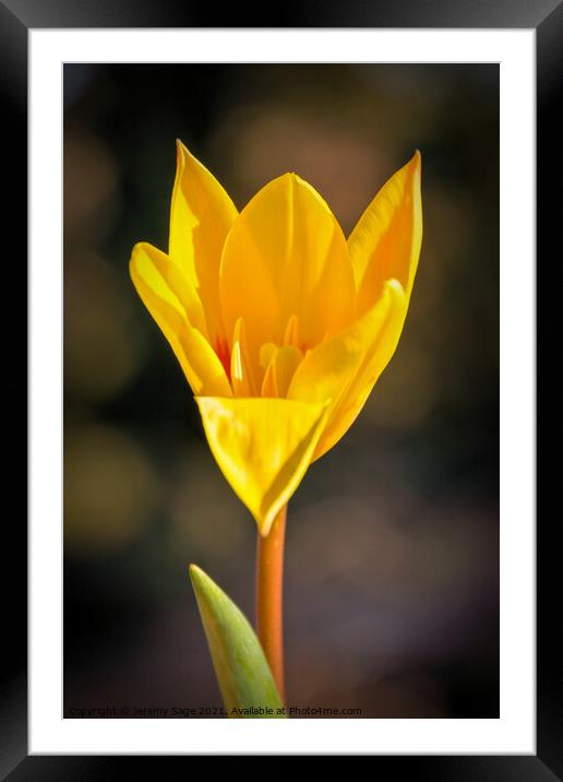 Yellow flower Framed Mounted Print by Jeremy Sage