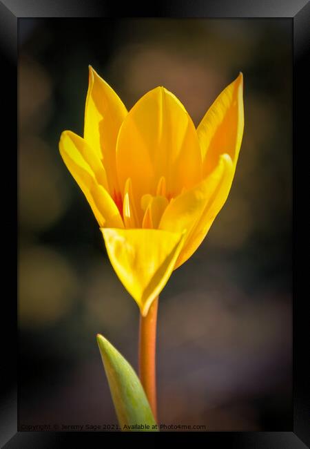 Yellow flower Framed Print by Jeremy Sage