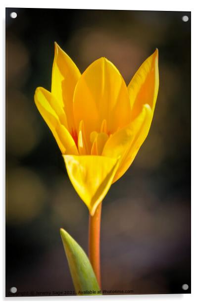 Yellow flower Acrylic by Jeremy Sage