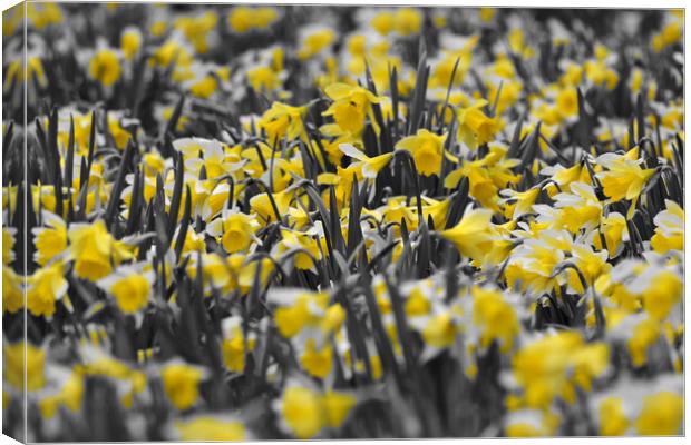 Field full of daffodils in colour Canvas Print by mark humpage