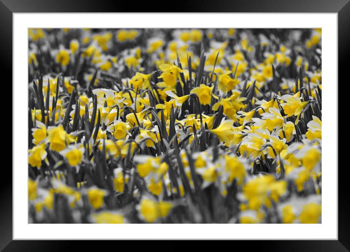 Field full of daffodils in colour Framed Mounted Print by mark humpage