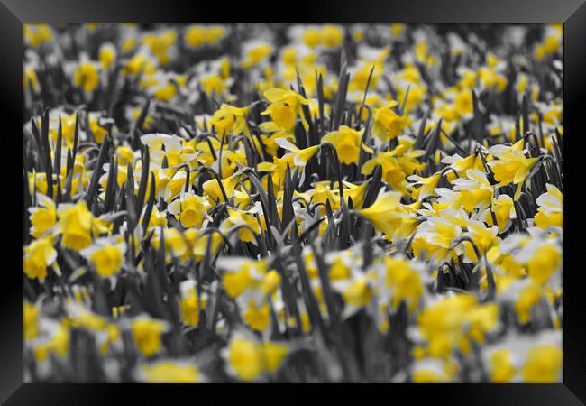 Field full of daffodils in colour Framed Print by mark humpage