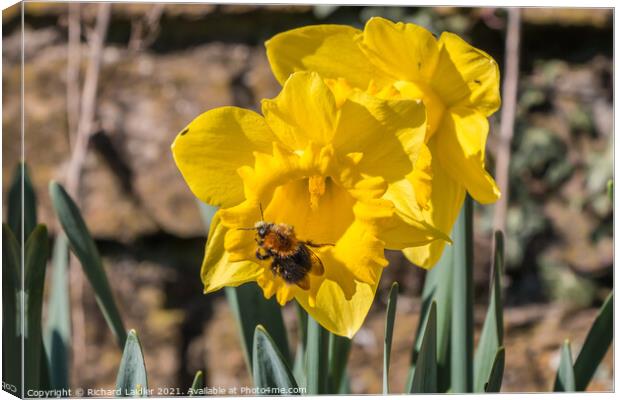 Daffodil With Bee Canvas Print by Richard Laidler