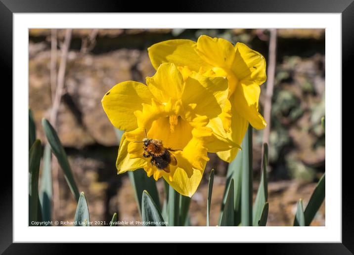 Daffodil With Bee Framed Mounted Print by Richard Laidler