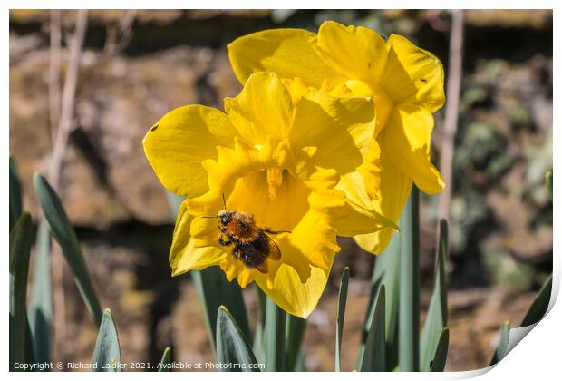 Daffodil With Bee Print by Richard Laidler