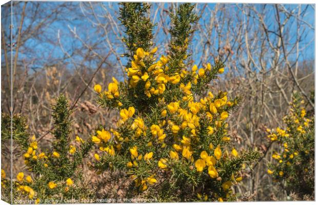 Flowering Gorse  Canvas Print by Richard Laidler