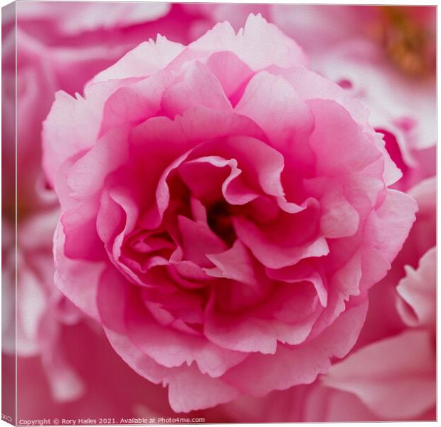 Pink flower Canvas Print by Rory Hailes