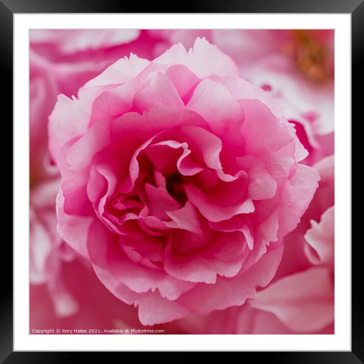 Pink flower Framed Mounted Print by Rory Hailes