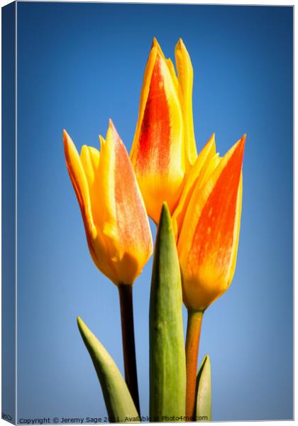 Vibrant Trio in Bloom Canvas Print by Jeremy Sage