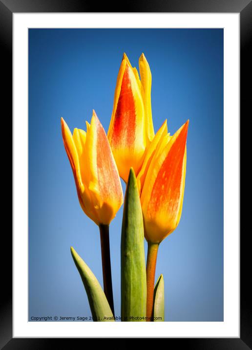 Vibrant Trio in Bloom Framed Mounted Print by Jeremy Sage