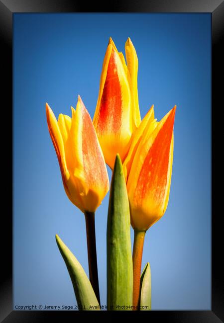 Vibrant Trio in Bloom Framed Print by Jeremy Sage