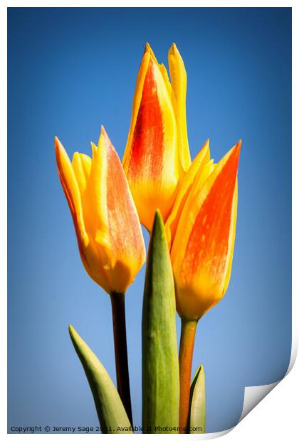 Vibrant Trio in Bloom Print by Jeremy Sage