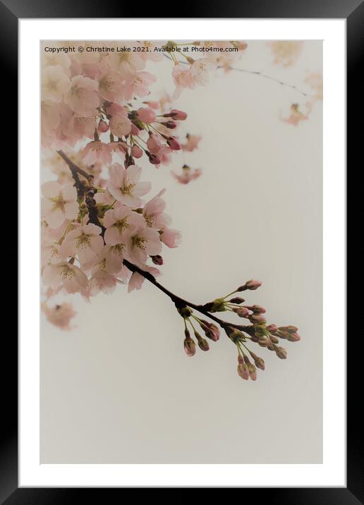 Shades Of Spring 2 Framed Mounted Print by Christine Lake