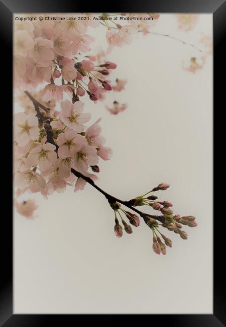 Shades Of Spring 2 Framed Print by Christine Lake