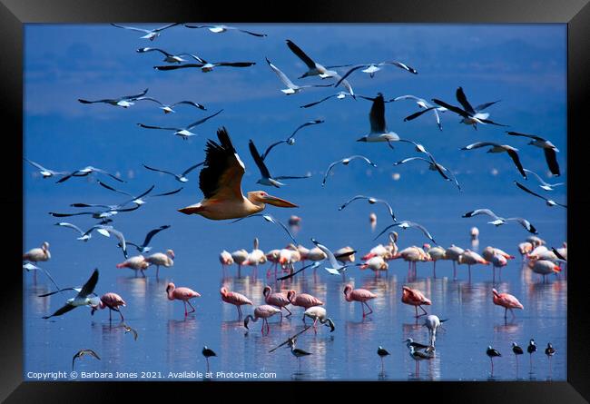 Flamingos Nakuru National Park Kenya Africa Framed Print by Barbara Jones