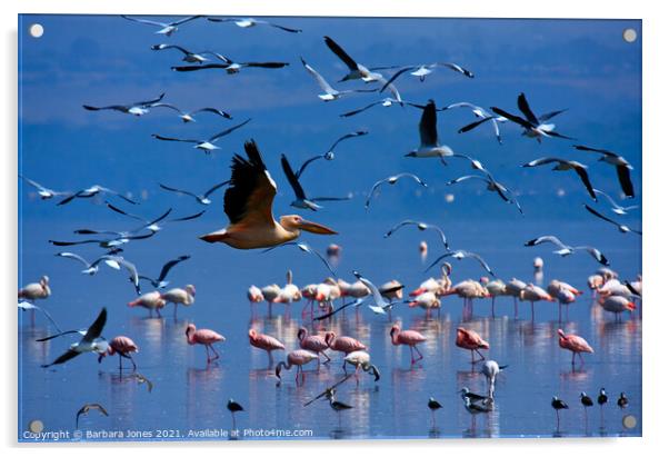Flamingos Nakuru National Park Kenya Africa Acrylic by Barbara Jones