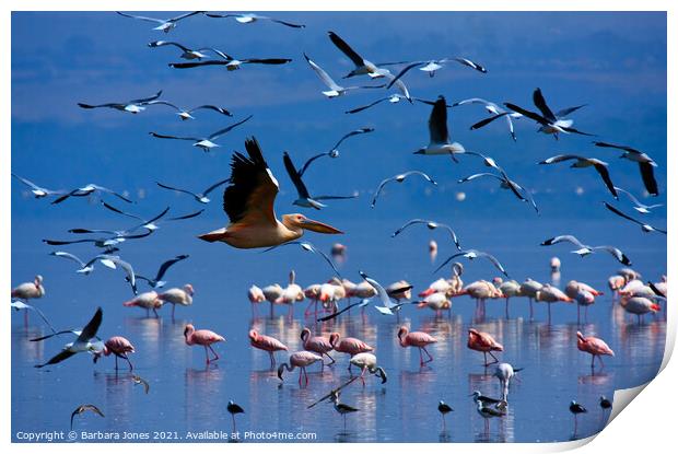 Flamingos Nakuru National Park Kenya Africa Print by Barbara Jones