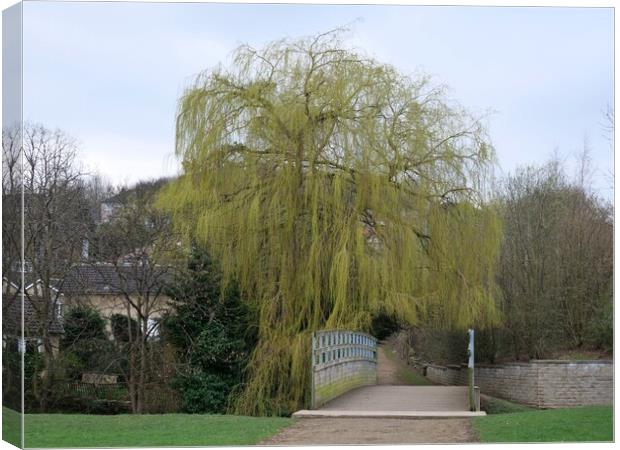 Weeping willow in spring Canvas Print by Roy Hinchliffe
