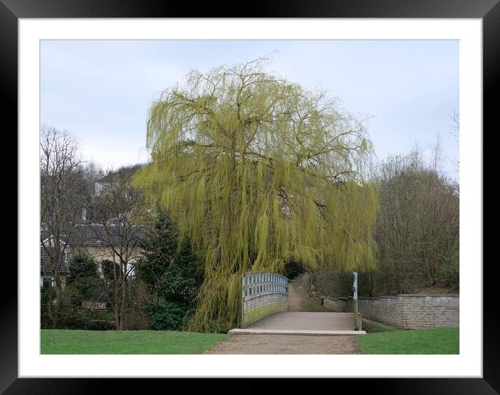 Weeping willow in spring Framed Mounted Print by Roy Hinchliffe