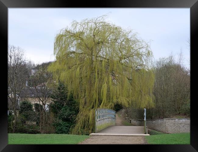 Weeping willow in spring Framed Print by Roy Hinchliffe