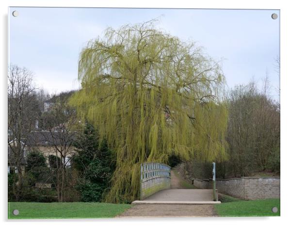 Weeping willow in spring Acrylic by Roy Hinchliffe