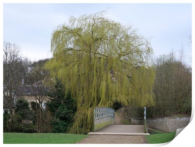 Weeping willow in spring Print by Roy Hinchliffe