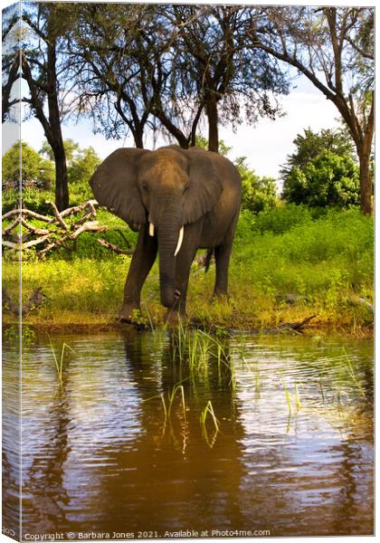 Lone Elephant Chobe River Botswana Africa Canvas Print by Barbara Jones