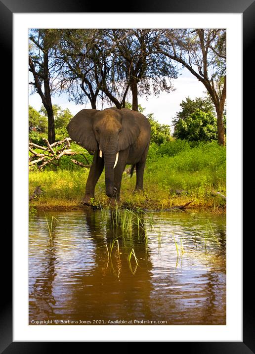 Lone Elephant Chobe River Botswana Africa Framed Mounted Print by Barbara Jones